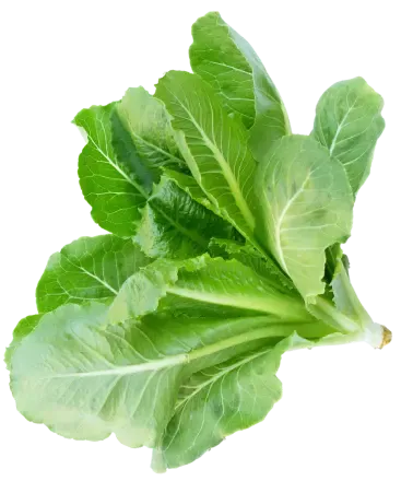 Letuce go down to Pepper Farm Deli